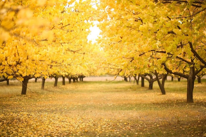 Ağrı'da sarı yeşil kırmızı tonlarla renk cümbüşü