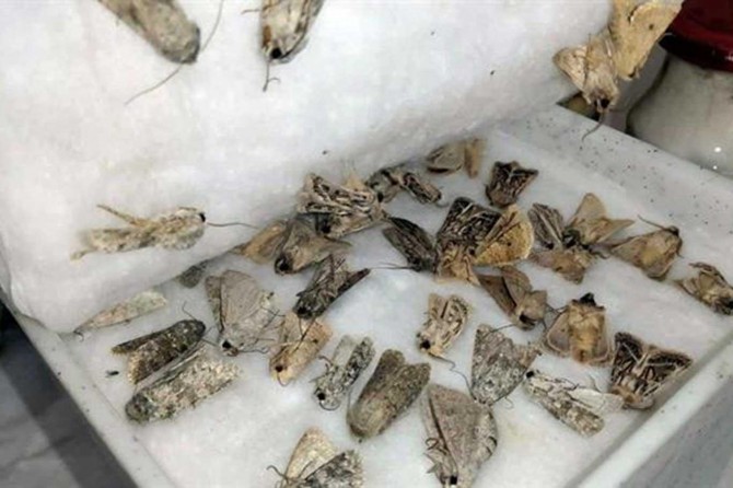 Ağrı'da biyokaçakçılık yapan yabancı uyruklu 2 kişi yakalandı