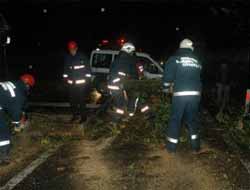 Şiddetli Rüzgar İstanbul'da Ağaçları Devirdi