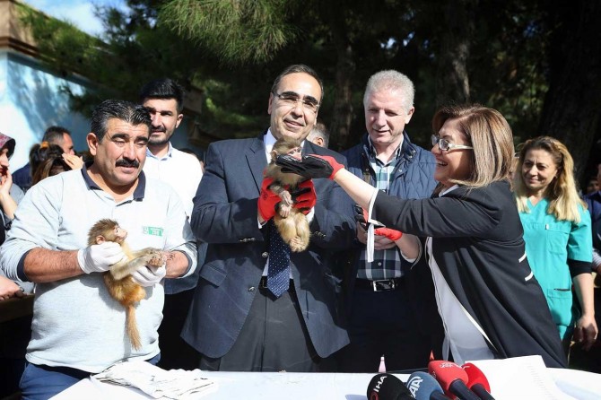 Makak maymunu yavruların isimleri belirlendi