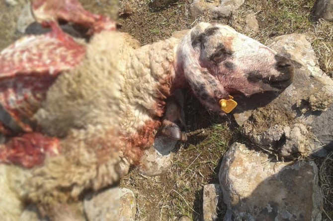 Gur ketin nav kerîyê pêz: 28 mîh telef bûn