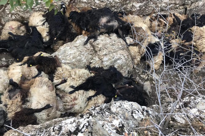 Bitlis’te 315 koyun uçurumdan düşerek telef oldu