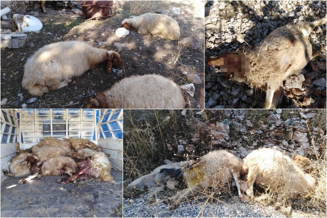 Gur ketinnav pêz: 31 mîh mirar bûn