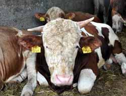 Besiciler İçin Zaman Daralıyor!