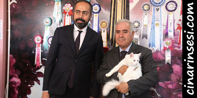 Van kedisi uluslararası yarışmada birinci çıktı