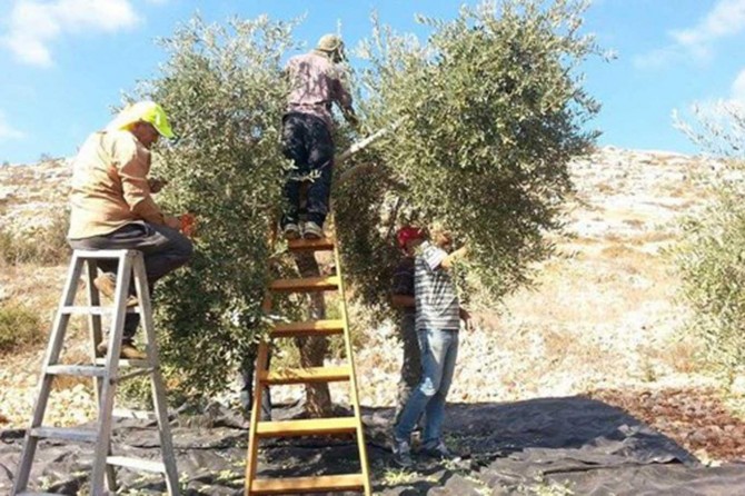 Zionist gangs prevent Palestinian farmers from harvesting olives