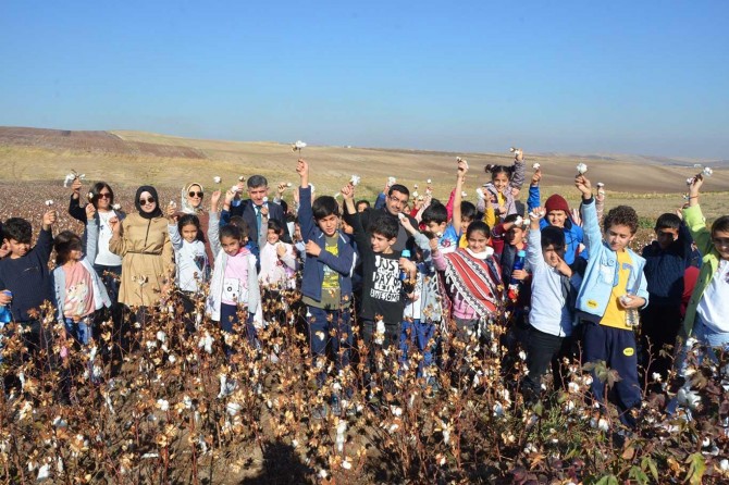 Minik öğrenciler pamuk ekimi ve hasadı hakkında bilgilendirildi