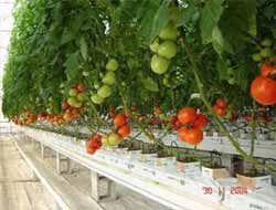 GAP Bölgesi, seracılıkta umut veriyor