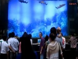 Köpekbalıklarının bulunduğu akvaryum patladı - Video