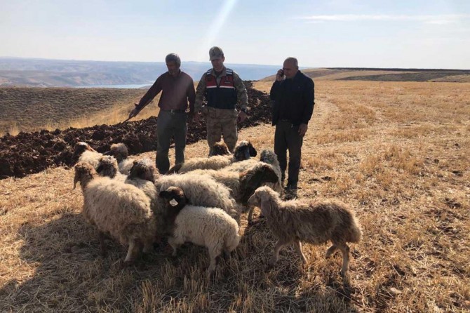 Adıyaman'da kaybolan küçükbaş hayvanları jandarma buldu