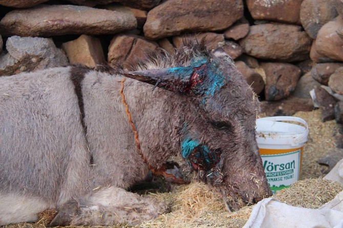 Diyarbakır'da sahipsiz köpekler eşeğe saldırdı