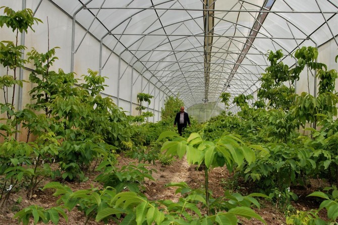 Üretilen ceviz fideleri Türkiye’nin dört bir yanına gönderiliyor