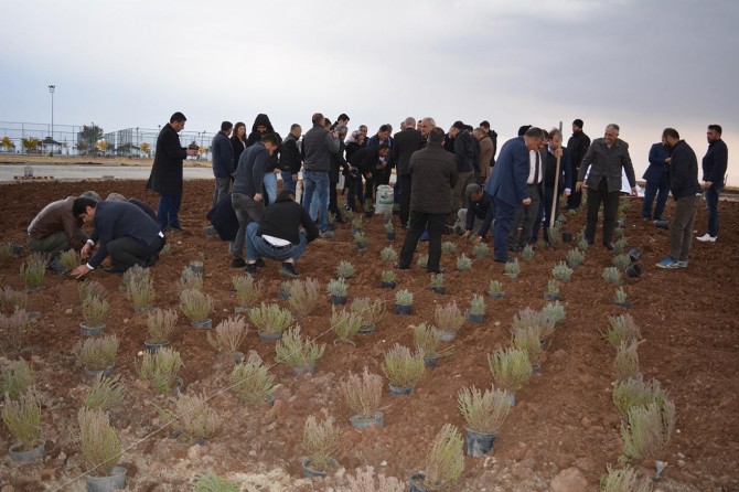 Batman'da alternatif ürün olarak ilk kez lavanta ekildi