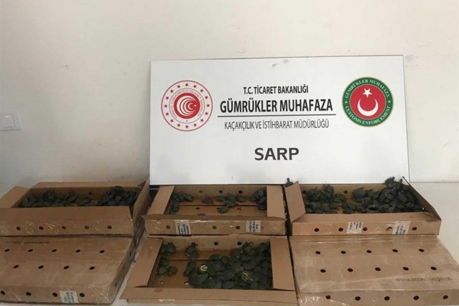 Gümrükte bir araçta 3 bin 400 su kaplumbağası bulundu