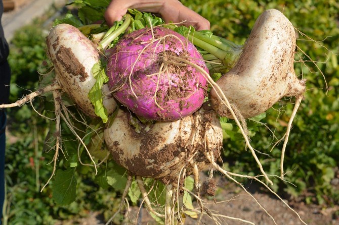 Gercüş şalgamı yeniden hayat buluyor