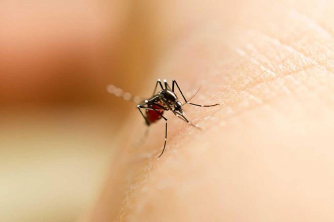 Bu mevsimde sivrisinek ısırığına dikkat