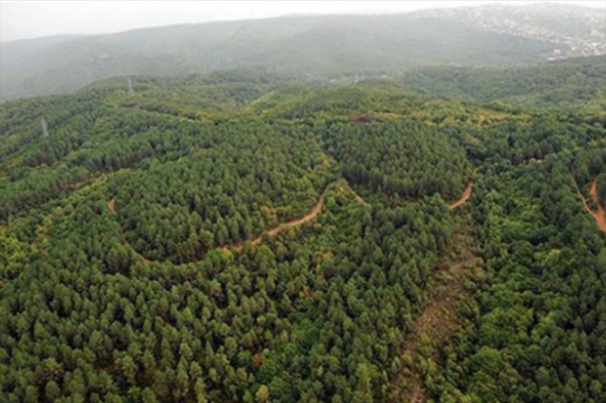 19,8 milyon hektar ormanlık alan tapusuna kavuştu