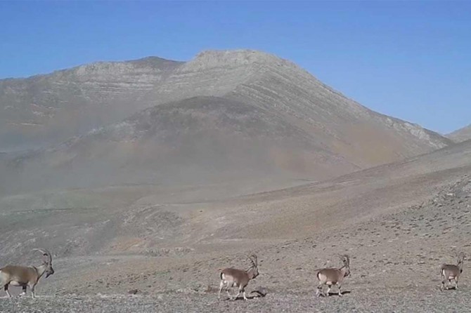 Yaban keçilerinin geçit töreni kameralarda
