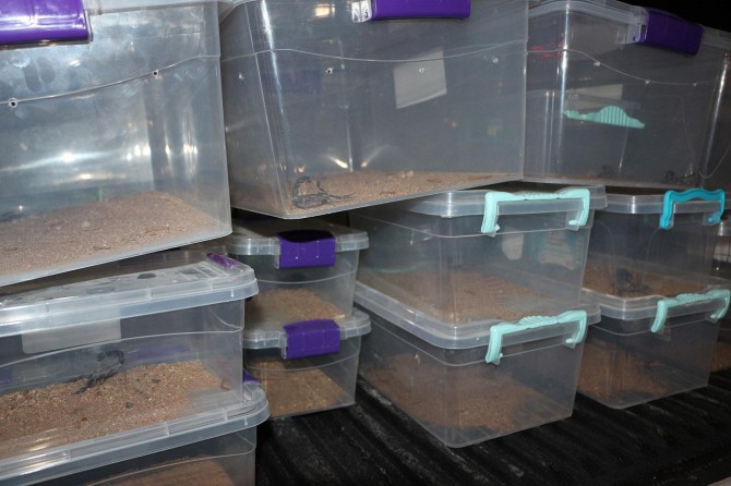 Kızıltepe'de evinde akrep besleyen adama 60 bin lira ceza verildi