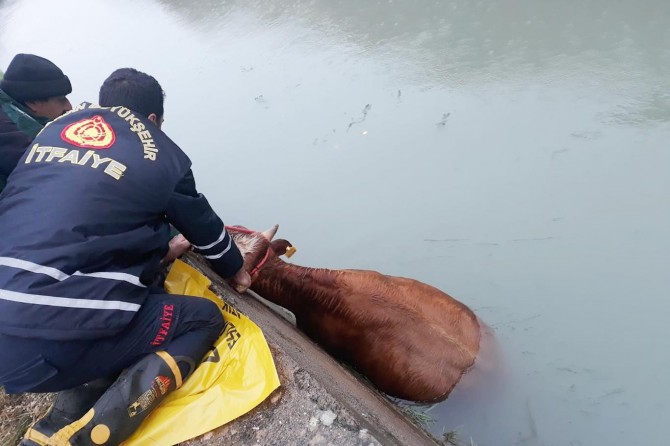 Nusaybin’de sulama kanalına düşen inek kurtarıldı