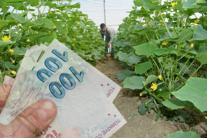 Köye dönen gence 100 bin TL hibe verilecek