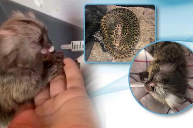 Ticareti yapılmak istenen piton ve parmak maymuna el konuldu