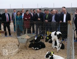 Batman'da 2 Süt Üretme İşletmesi Açıldı