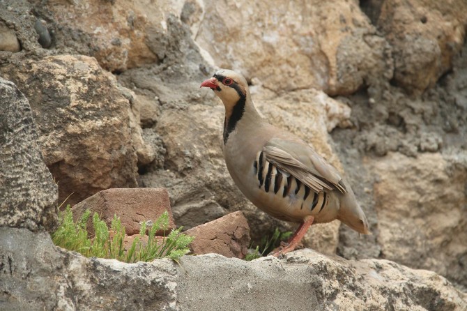 2019’da 100 bin kanatlı doğaya salındı