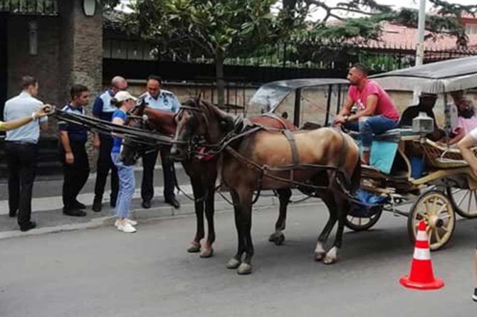 Ruam hastalıklı atların sahipleri hakkında suç duyurusu
