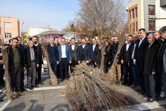 Adıyaman'da 55 bin aşılı badem fidanı dağıtıldı