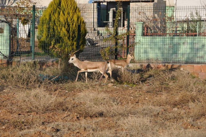 ​Batman'da fabrika bahçesindeki ceylanlar ilgi odağı oldu