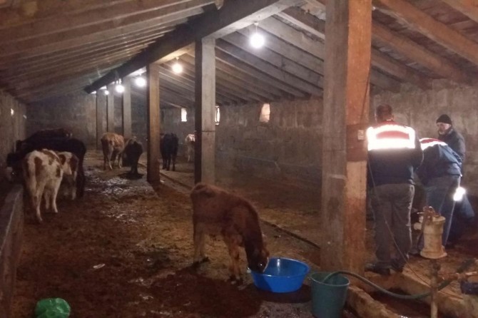 Ağrı'da hayvan hırsızları yakalandı