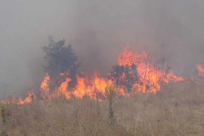 Karadeniz’deki yangınlar kontrol altına alındı