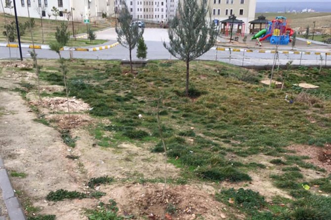 Hırsızlar çam ağaçlarını çaldı