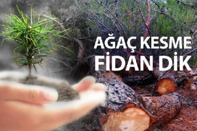 Kaçak fidan kesene 10 yıla kadar hapis cezası
