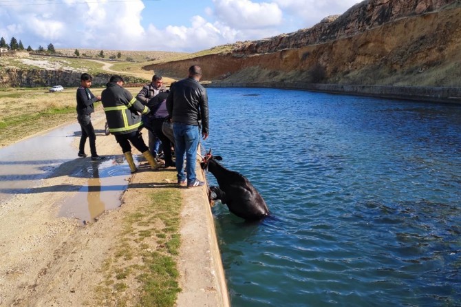 Sulama kanalına düşen inek kurtarıldı