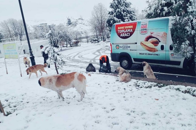 Sokak hayvanlarına yiyecek bırakıldı