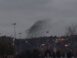 Kuşların Dansı Büyüledi