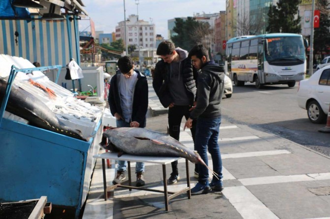 Şanlıurfa'da 120 kiloluk balığa yoğun ilgi