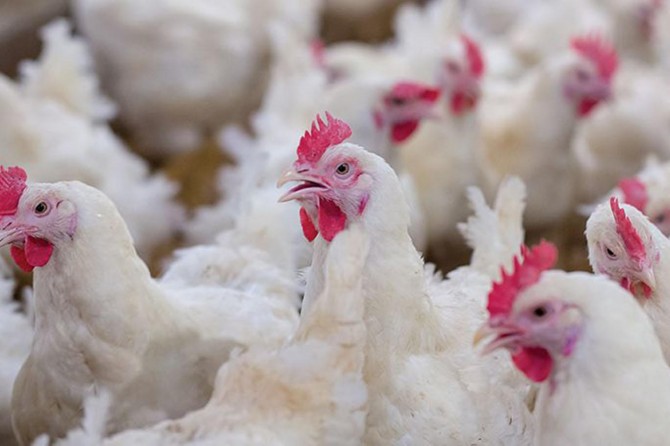 Tavuk eti üretimi 168 bin 7 ton olarak gerçekleşti