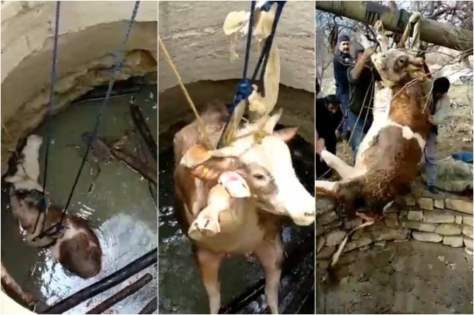 Baskil'de su kuyusuna düşen gebe inek kurtardı