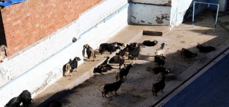 Sahabe Türbelerinin Etrafında Ahırlar