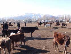 Canlı Hayvan Piyasası Can Çekişiyor