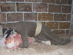 HALEPÇE `YARALI CEYLANIM`