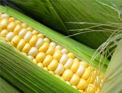 Tahıllar ve diğer bitkisel ürünler ile meyve üretimi azaldı