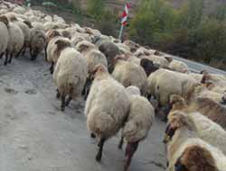 Bitlis'te Hayvan Hırsızlığı