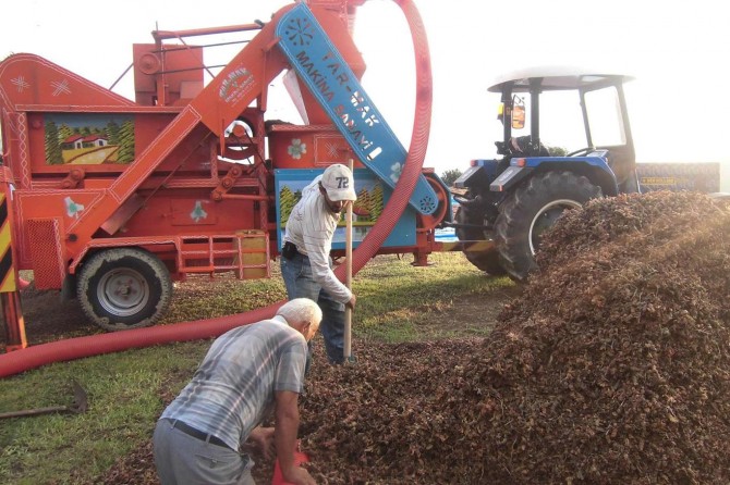Fındık üretim ve ihracatında Türkiye birinci sırada