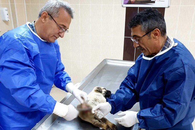 Malatya'da depremden etkilenen hayvanlar tedavi ediliyor