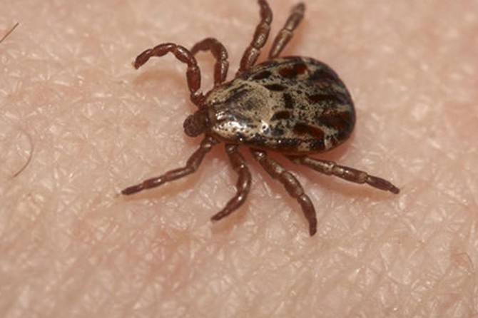 Kırım Kongo Kanamalı Ateşi salgını Mali'de 7 kişinin ölümüne neden oldu