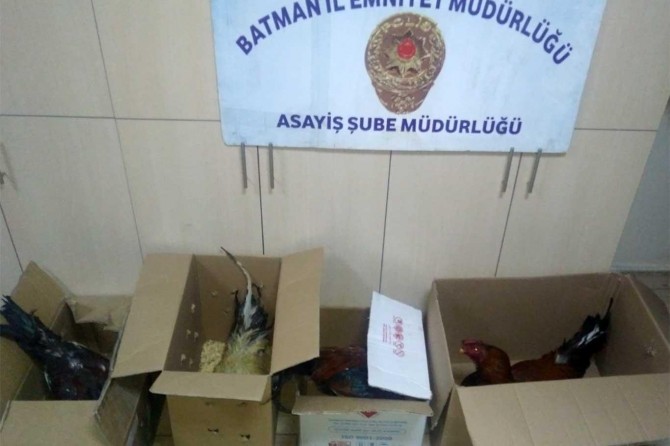 ​Batman'da horoz dövüştürenlere yönelik operasyon düzenlendi